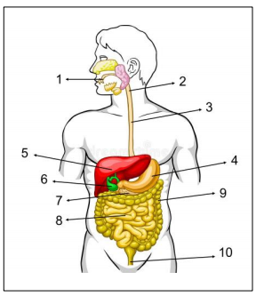 Featured image of post Imagem Do Sistema Digestorio / O sistema digestório é responsável por regular líquidos, nutrientes e excessos.